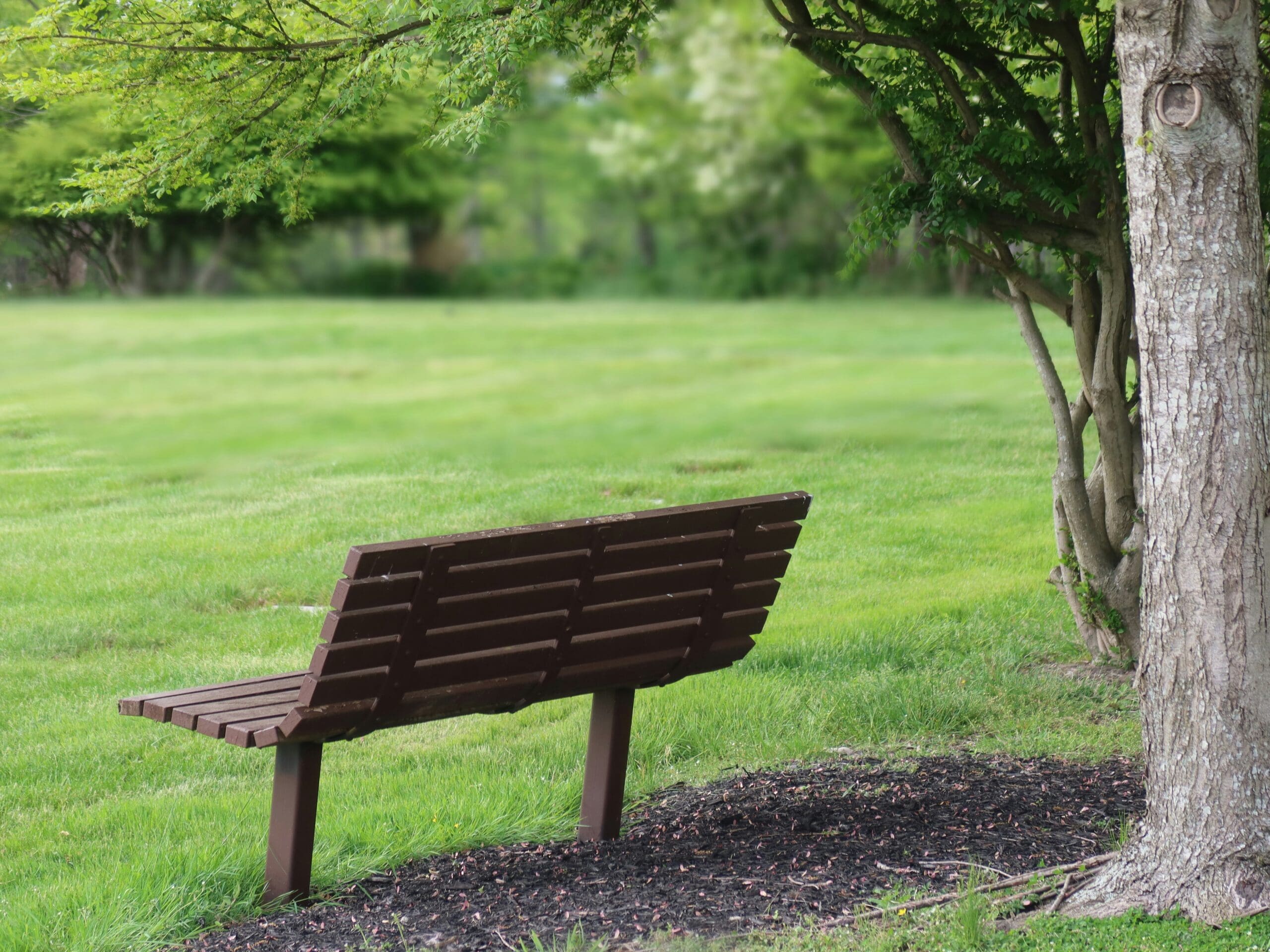 A wooden bench beneath a tree in a quiet green field, symbolizing rest, reflection, and mindful healing with Ominira Therapy in Las Vegas.