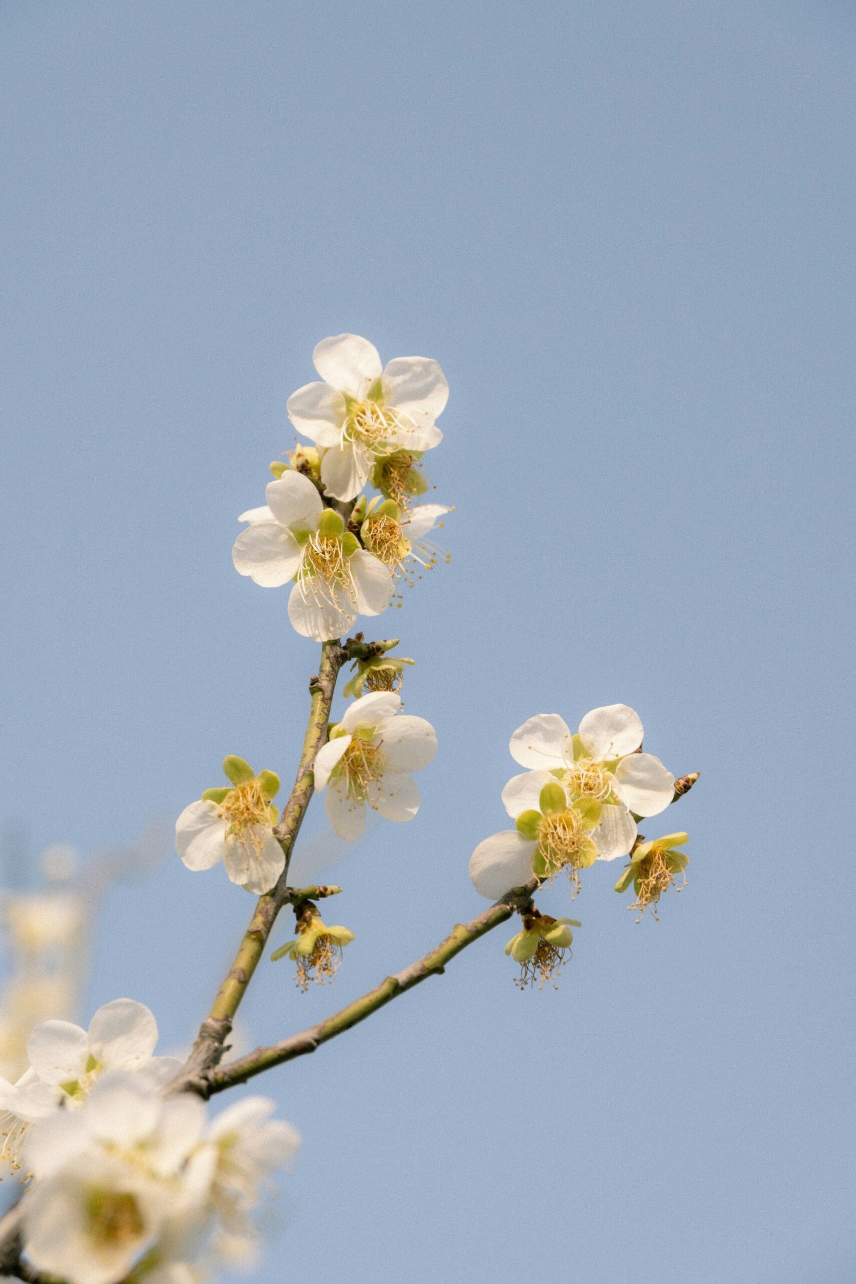 White blossoms against a soft blue sky representing calm, renewal, and nervous system regulation in trauma therapy