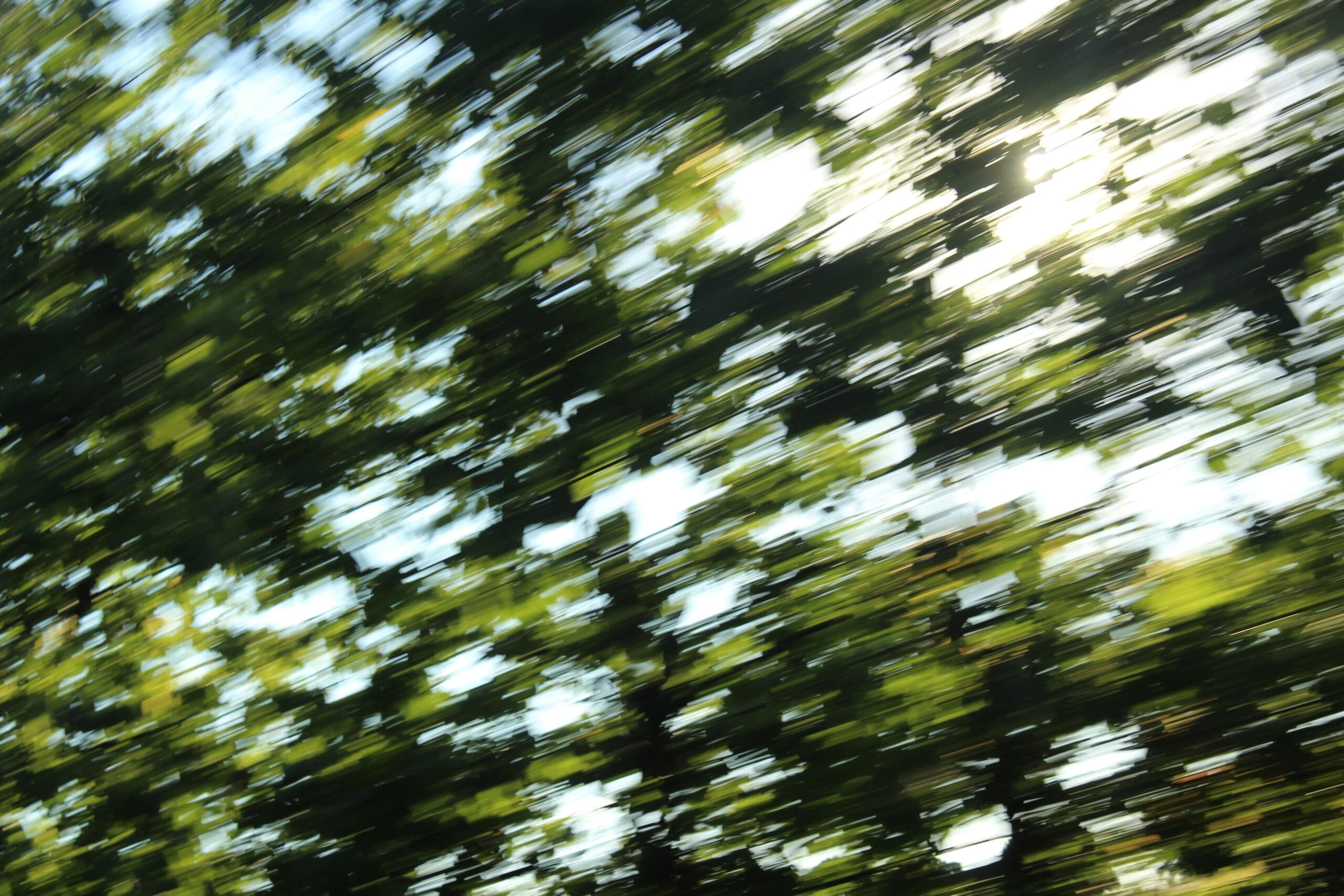 Blurred trees and sunlight in motion representing nervous system activation, overwhelm, and trauma response